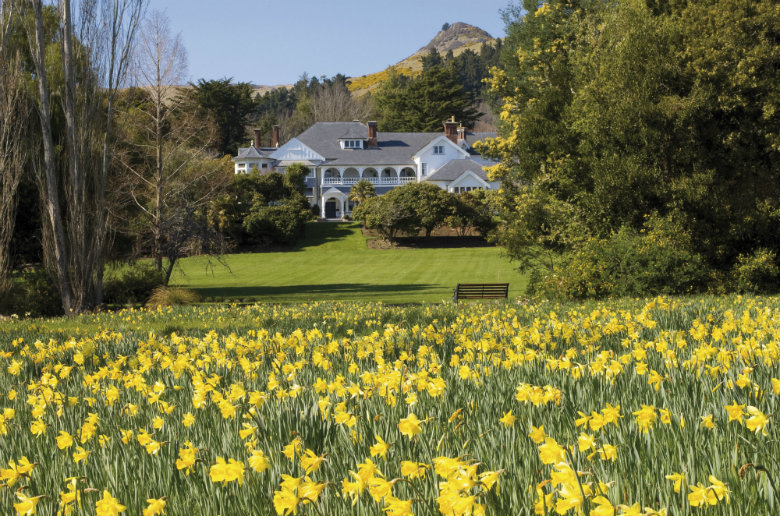 Otahuna Lodge Daffodils