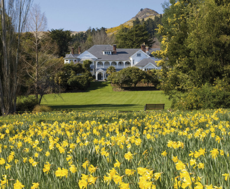 Otahuna Lodge Daffodils, Christchurch