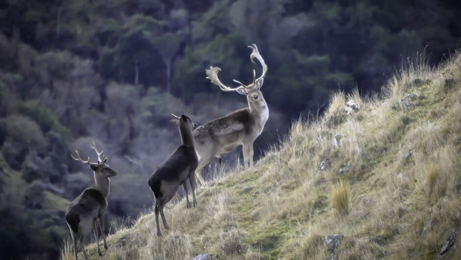 Luxury guided hunting at Stravon New Zealand near Timaru