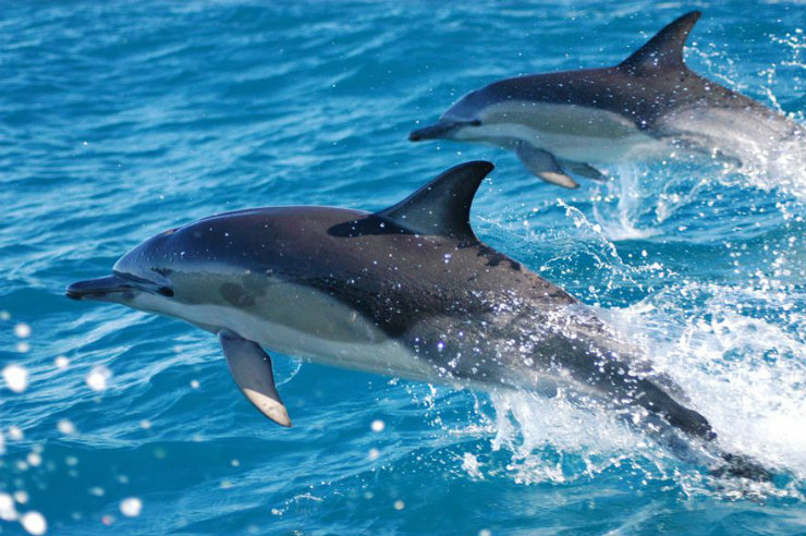 Dolphins are a common sight in the Bay of Islands