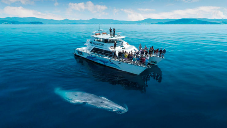 There is a good chance of seeing whales in Auckland's Hauraki Gulf. Dolphins are also a common sight. 