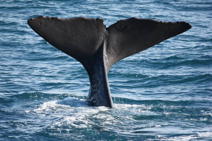 The mighty fluke of a sperm whale off the coast of Kaikoura