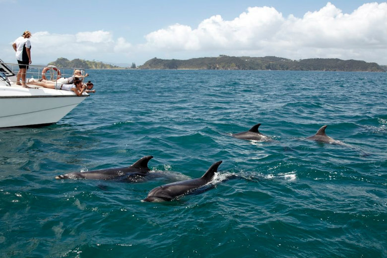 Viewing dolphins in Bay of Islands clear waters never gets old!