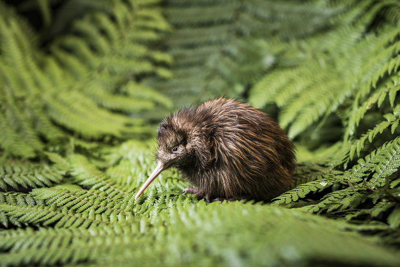 The iconic New Zealand kiwi bird (chick)
