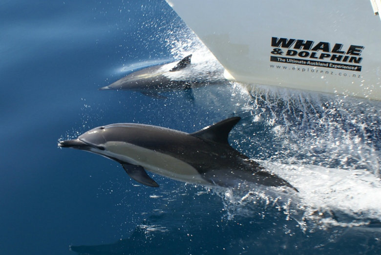 Whales and Dolphin Safari in Auckland
