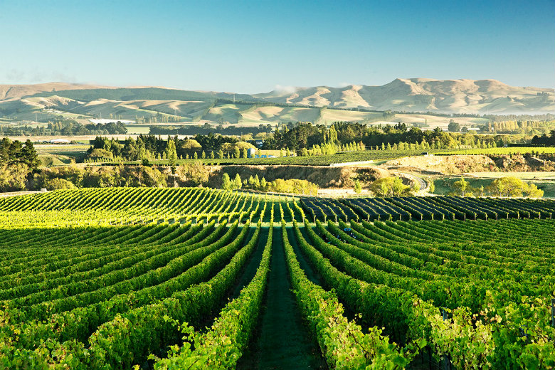 Wine Tasting in the Waipara region is a relaxing activity when in the Christchurch and Canterbury region.