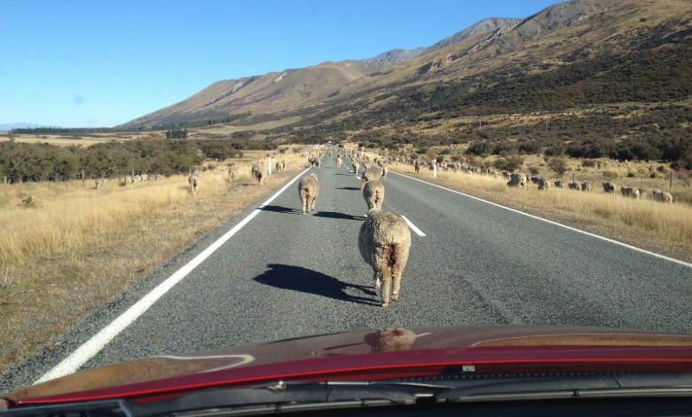 In rural New Zealand you can encounter sheep on the roads!