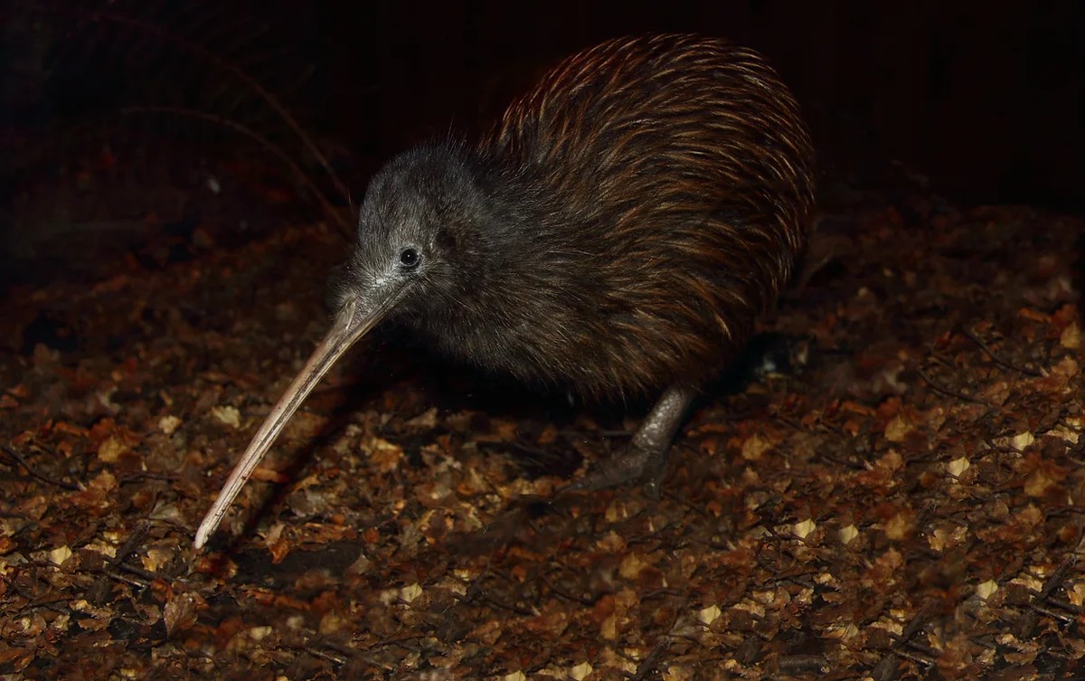 Picture of a Kiwi